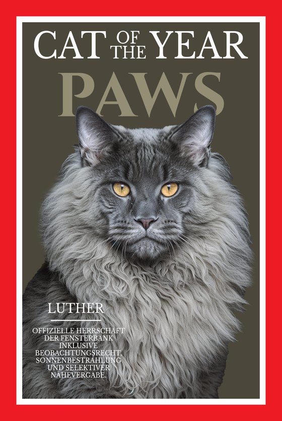 Poster CAT OF THE YEAR mit einer Maine Coon